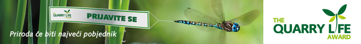 Banner-long-rectangle-DragonFly-728x90 BOS